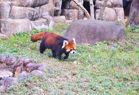 Tennoji-zoologiske have